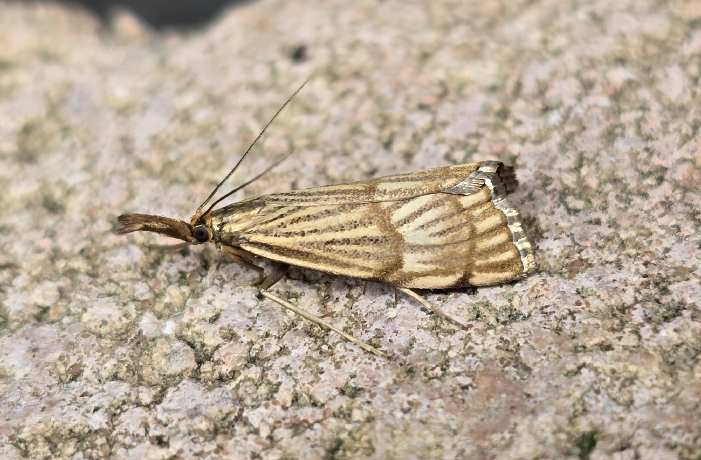 **Orange-barred Grass-moth (Chrysocrambus linetella)** 